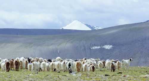 TREKKING IN LADAKH | CHANGTANG 2017